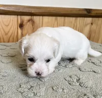 Chipper, a male Coton de Tulear for sale in Roodhouse, IL – 9 of 9