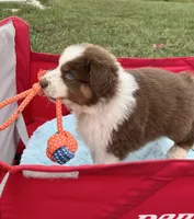 Cutie , a female Australian Shepherd for sale in Roodhouse, IL – 7 of 10