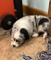 Wade, a male Australian Shepherd for sale in Roodhouse, IL – 2 of 10