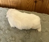 Polar, a male Coton de Tulear for sale in Roodhouse, IL – 4 of 8