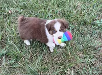 Cutie , a female Australian Shepherd for sale in Roodhouse, IL – 6 of 10
