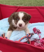 Chubbie, a female Australian Shepherd for sale in Roodhouse, IL – 2 of 9