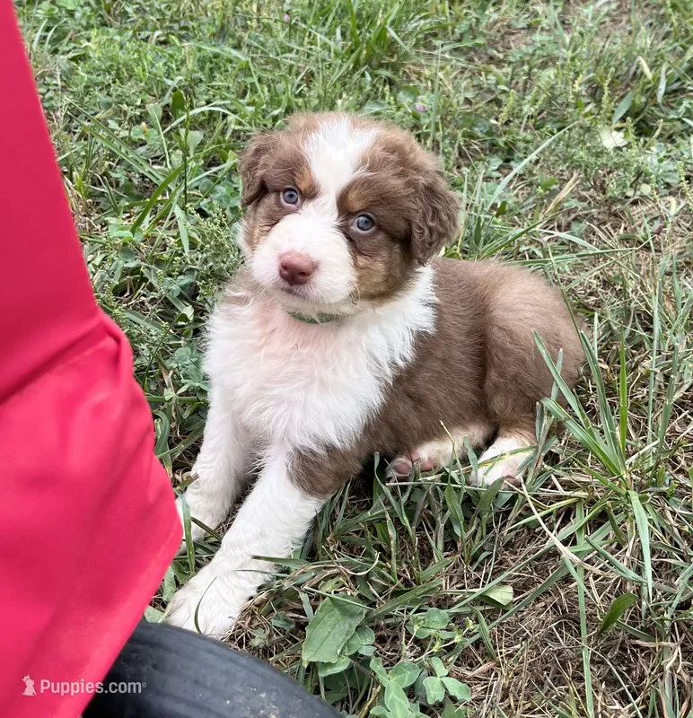 Curlie – Australian Shepherd puppy for sale in Roodhouse, IL