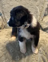 Bronco, a male Australian Shepherd for sale in Roodhouse, IL – Photo 7 of 8