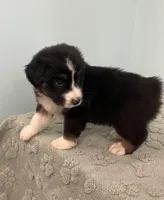 Bronco, a male Australian Shepherd for sale in Roodhouse, IL – Photo 5 of 8