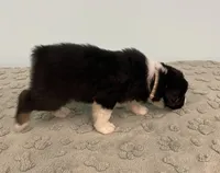 Bronco, a male Australian Shepherd for sale in Roodhouse, IL – Photo 4 of 8