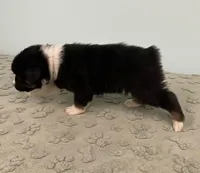 Bronco, a male Australian Shepherd for sale in Roodhouse, IL – Photo 3 of 8