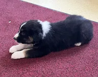 Bronco, a male Australian Shepherd for sale in Roodhouse, IL – Photo 6 of 8