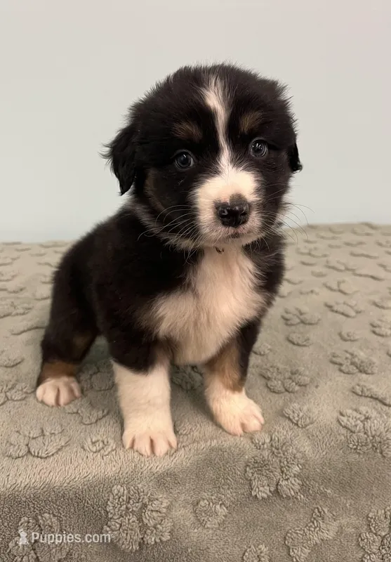 Bronco – Australian Shepherd puppy on hold in Roodhouse, IL