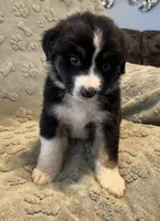 Bronco, a male Australian Shepherd for sale in Roodhouse, IL – Photo 2 of 8