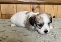 Latte , a male Coton de Tulear for sale in Roodhouse, IL – 7 of 10