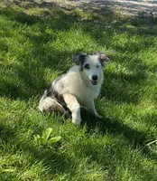 Jackie    BMF, a female Australian Shepherd for sale in Roodhouse, IL – 3 of 9
