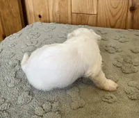 Chipper, a male Coton de Tulear for sale in Roodhouse, IL – 8 of 9