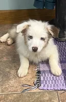 Connie     RMF, a female Australian Shepherd for sale in Roodhouse, IL – Photo 1 of 10