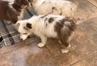 Connie     RMF, a female Australian Shepherd for sale in Roodhouse, IL – Photo 4 of 10