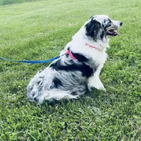 Connie     RMF, a female Australian Shepherd for sale in Roodhouse, IL – Photo 10 of 10