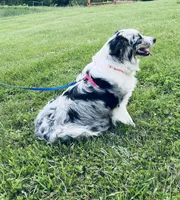 Connie     RMF, a female Australian Shepherd for sale in Roodhouse, IL – Photo 7 of 10