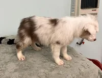 Connie     RMF, a female Australian Shepherd for sale in Roodhouse, IL – Photo 2 of 10