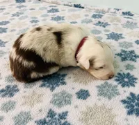 Connie     RMF, a female Australian Shepherd for sale in Roodhouse, IL – Photo 5 of 10