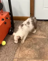 Connie     RMF, a female Australian Shepherd for sale in Roodhouse, IL – Photo 5 of 10