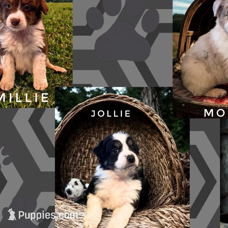 Connie     RMF, a female Australian Shepherd for sale in Roodhouse, IL – Photo 8 of 10