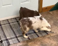 Connie     RMF, a female Australian Shepherd for sale in Roodhouse, IL – Photo 6 of 10