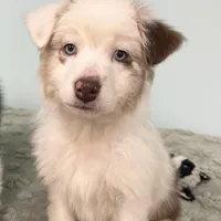 Connie     RMF, a female Australian Shepherd for sale in Roodhouse, IL – Photo 2 of 10
