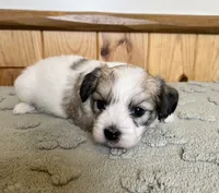 Latte , a male Coton de Tulear for sale in Roodhouse, IL – 6 of 10