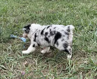 Wade, a male Australian Shepherd for sale in Roodhouse, IL – 6 of 10