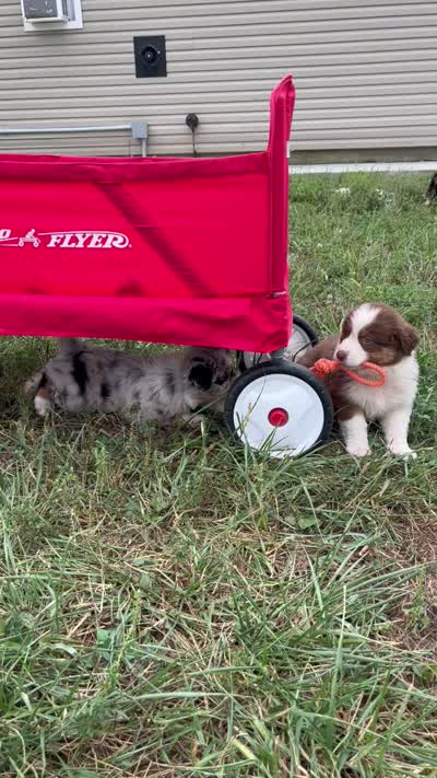 Wade, a male Australian Shepherd for sale in Roodhouse, IL – 9 of 10