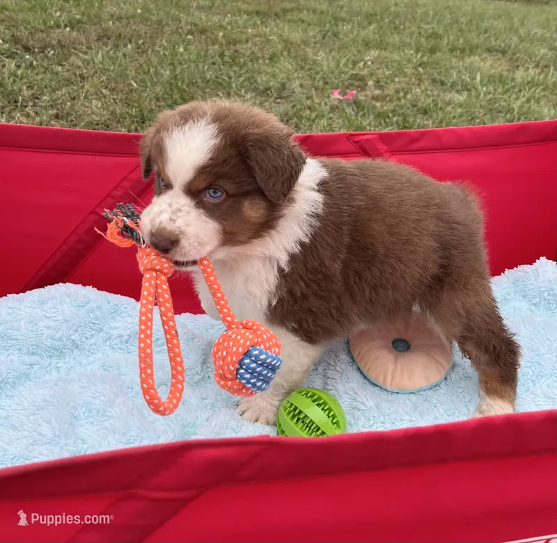 Cutie  – Australian Shepherd puppy for sale in Roodhouse, IL