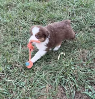 Chubbie, a female Australian Shepherd for sale in Roodhouse, IL – 3 of 9