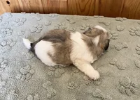 Mocha , a female Coton de Tulear for sale in Roodhouse, IL – 5 of 6