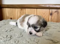 Mocha , a female Coton de Tulear for sale in Roodhouse, IL – 3 of 6