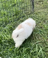 Latte , a male Coton de Tulear for sale in Roodhouse, IL – 6 of 10