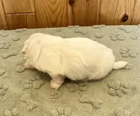 Polar, a male Coton de Tulear for sale in Roodhouse, IL – 5 of 8
