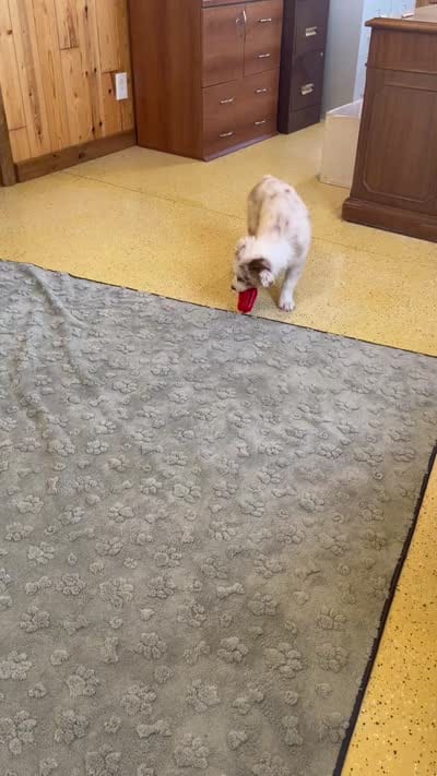 Turbo  AKC   RMM, a male Australian Shepherd for sale in Roodhouse, IL – 10 of 10