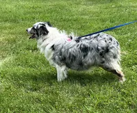 Roxie, a female Australian Shepherd for sale in Roodhouse, IL – Photo 9 of 10
