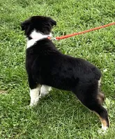 Roxie, a female Australian Shepherd for sale in Roodhouse, IL – Photo 6 of 10