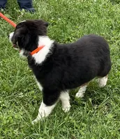 Roxie, a female Australian Shepherd for sale in Roodhouse, IL – Photo 8 of 10
