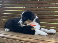 Roxie, a female Australian Shepherd for sale in Roodhouse, IL – Photo 3 of 10