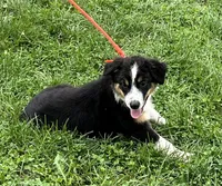 Roxie, a female Australian Shepherd for sale in Roodhouse, IL – Photo 4 of 10