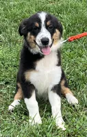 Roxie, a female Australian Shepherd for sale in Roodhouse, IL – Photo 2 of 10