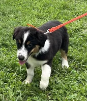 Roxie, a female Australian Shepherd for sale in Roodhouse, IL – Photo 5 of 10