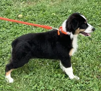Roxie, a female Australian Shepherd for sale in Roodhouse, IL – Photo 1 of 10