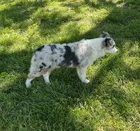 Jackie    BMF, a female Australian Shepherd for sale in Roodhouse, IL – 7 of 9