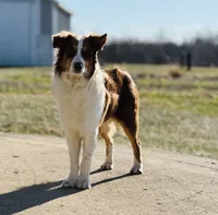 Bob      RTM, a male Australian Shepherd for sale in Roodhouse, IL – Photo 8 of 10