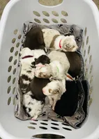 Bob      RTM, a male Australian Shepherd for sale in Roodhouse, IL – Photo 7 of 10