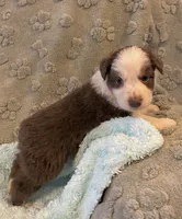 Bob      RTM, a male Australian Shepherd for sale in Roodhouse, IL – Photo 1 of 10