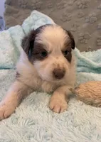 Bob      RTM, a male Australian Shepherd for sale in Roodhouse, IL – Photo 2 of 10